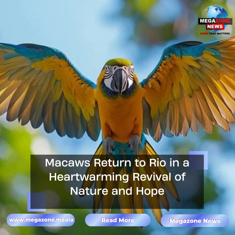 Macaws Return to Rio in a Heartwarming Revival of Nature and Hope