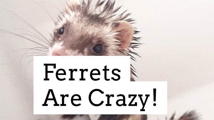 Ferrets Are CRAZY! 