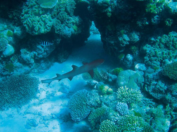 Il mare che manca: le Canarie provano a estendere le riserve della biosfera alle acque