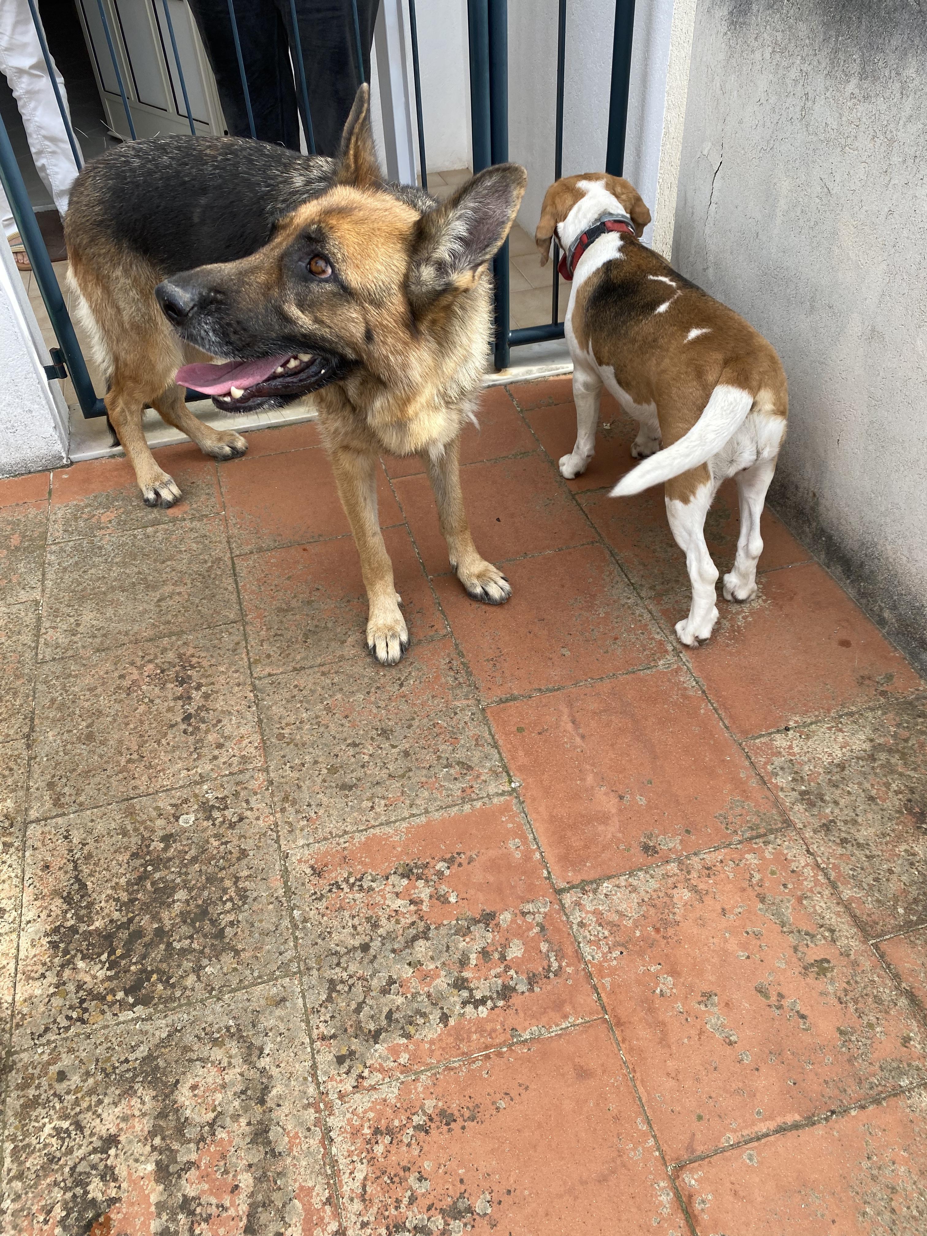 2 cagnolini ritrovati!