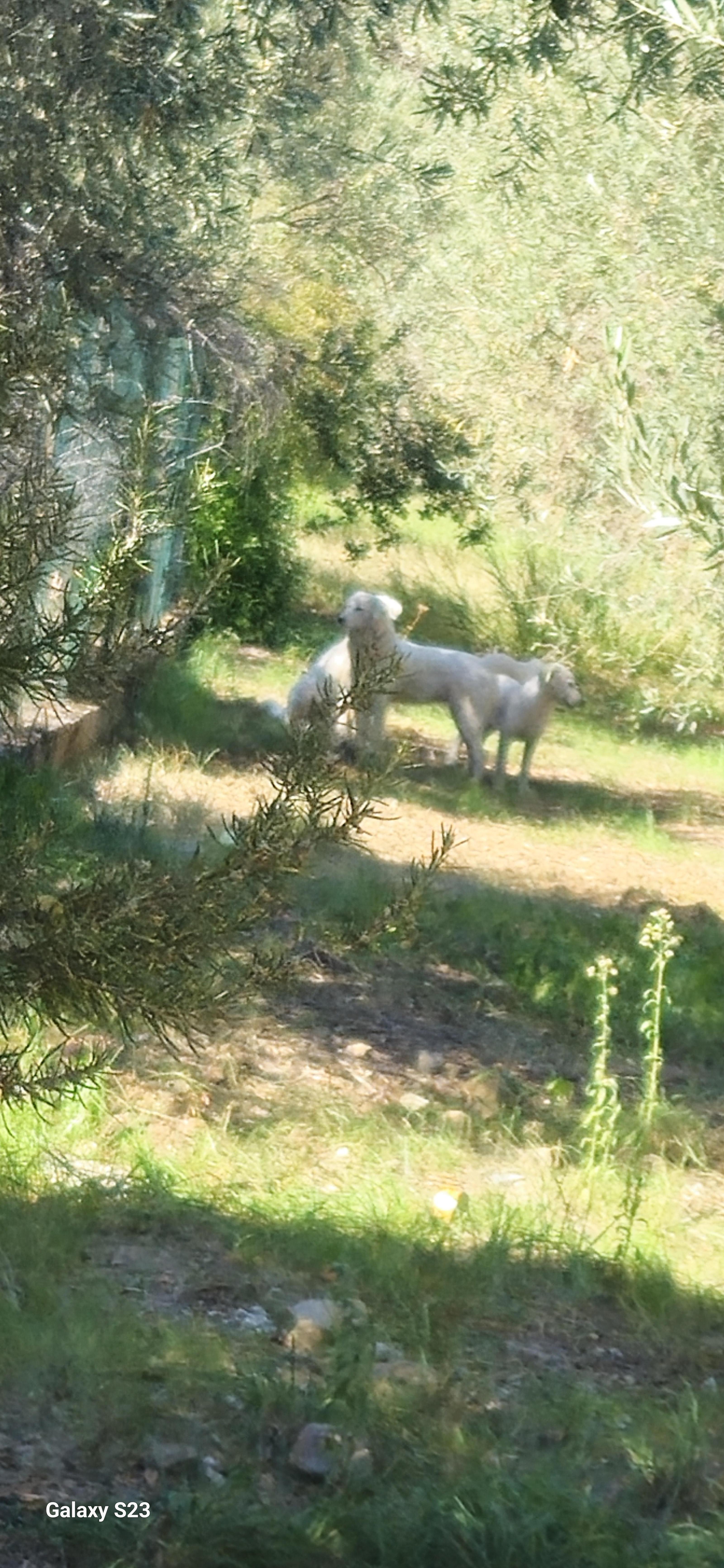 Trovati 3 cani da pastore maremmani