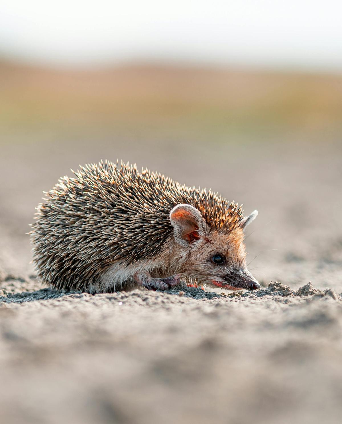 🦔 Le Hérisson d'avril