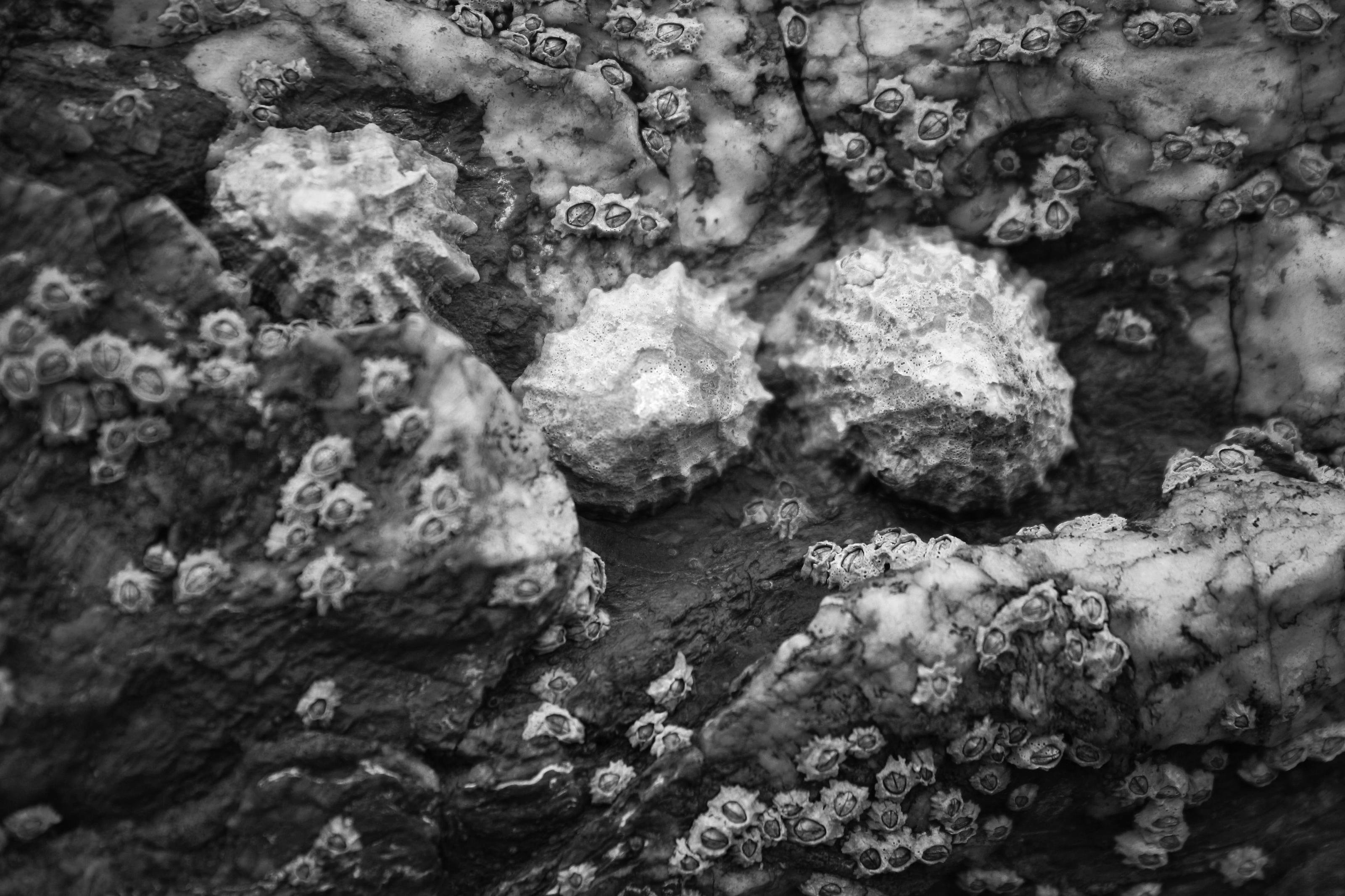 El Hierro riapre per sei settimane la costa delle patelle, e intanto si prepara a contarle