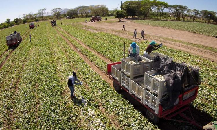 Honduras envía primer contenedor con 1,820 cajas de melón a Taiwán