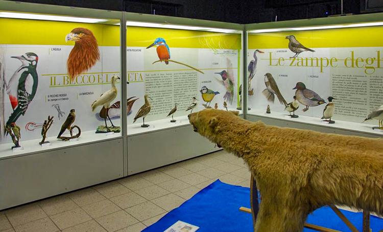 Museo Ornitologico e di Scienze Naturali L. Scanagatta
