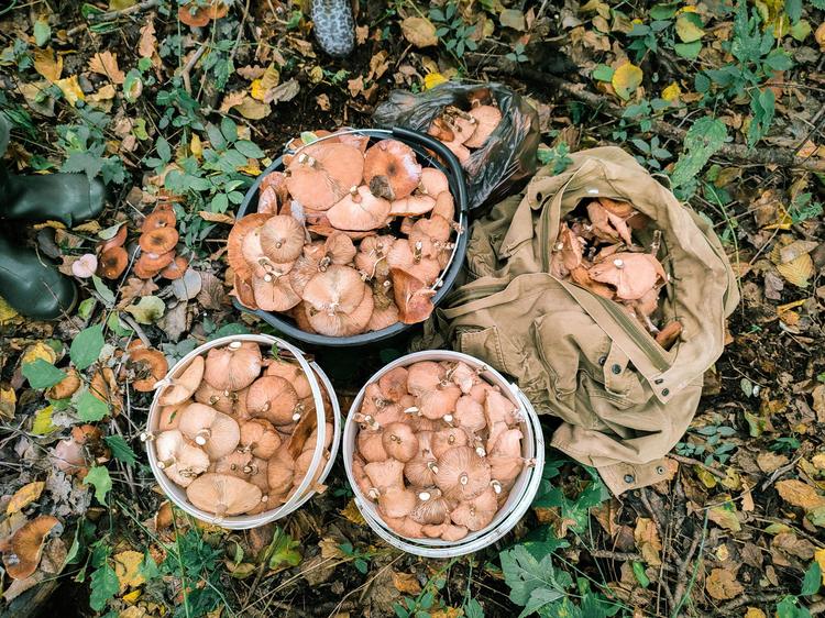 Cueillette des champignons cet automne !