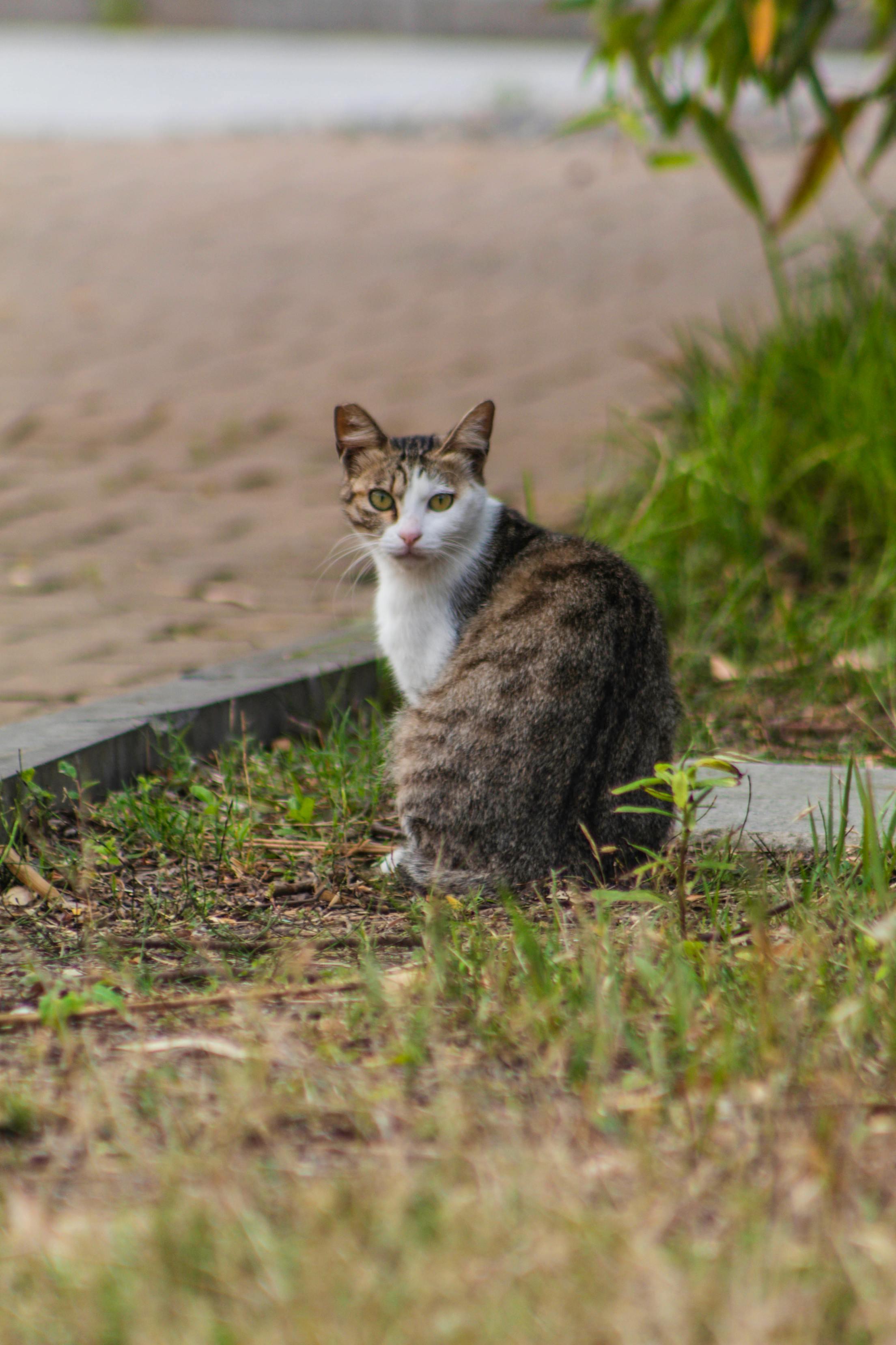 My yard is not a playground for your 'outdoor cat'