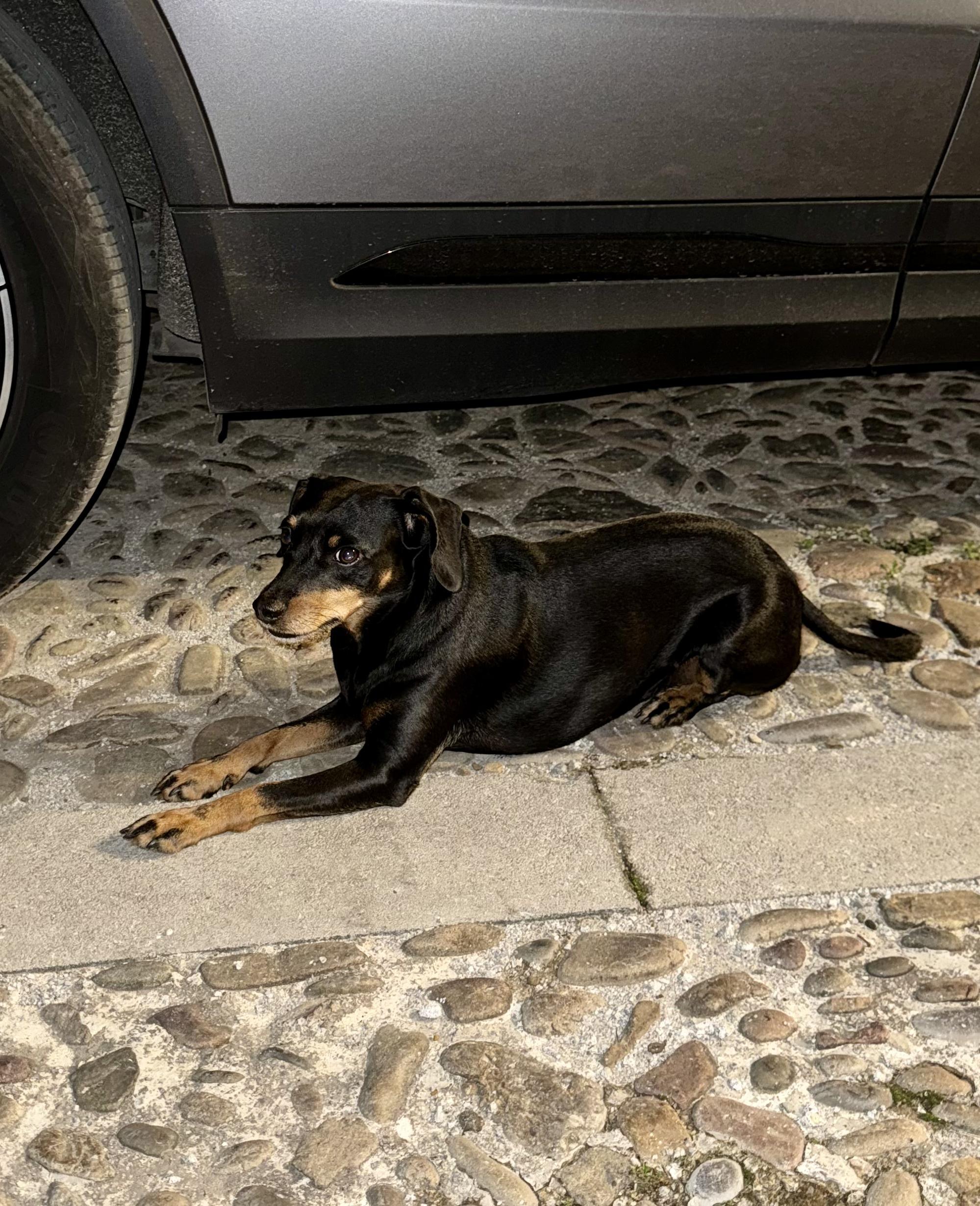Cagnolino trovato