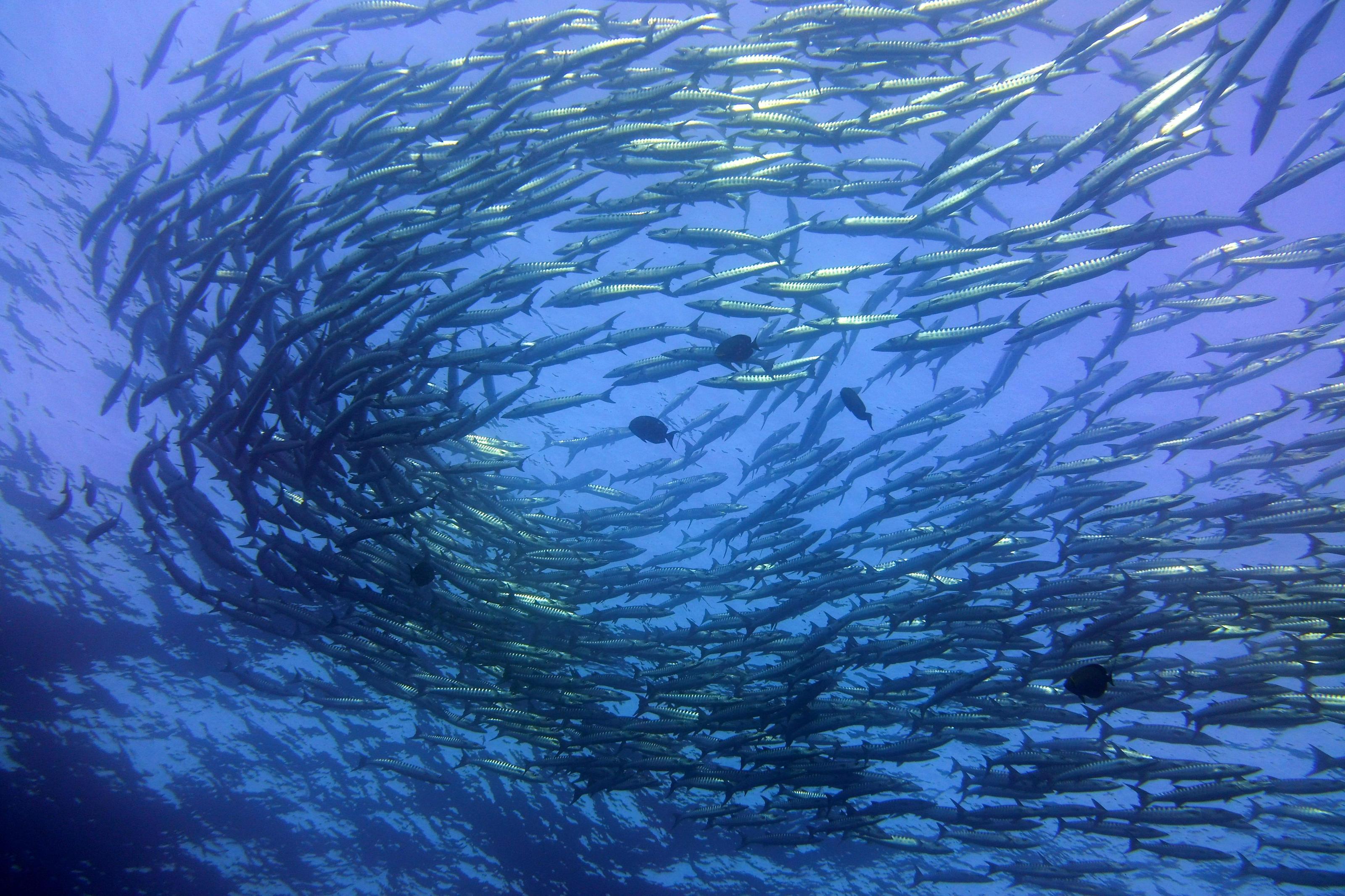 Nel chicharro del mercato del pesce si nasconde una possibile arma contro batteri e tumori