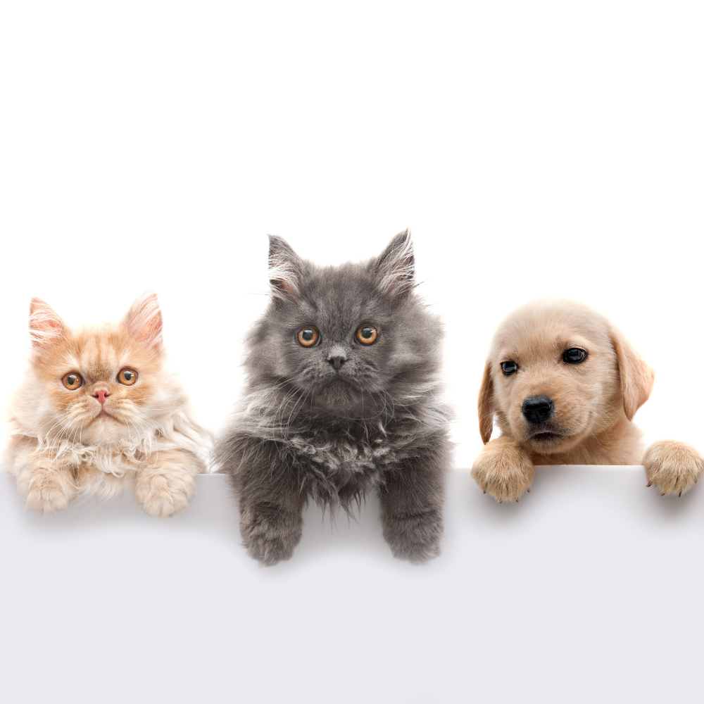 Prenota farmaci veterinari!