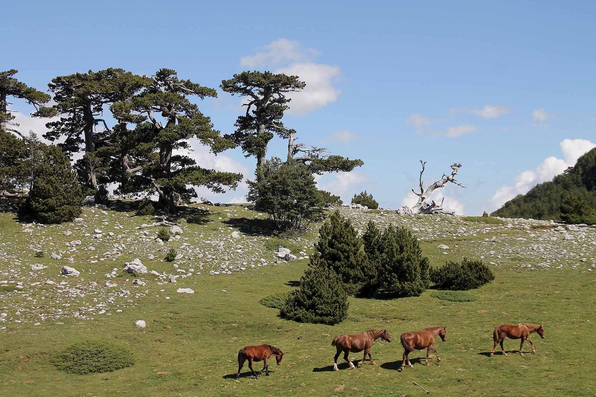 Il respiro selvaggio del Pollino: viaggio nel Sud intatto