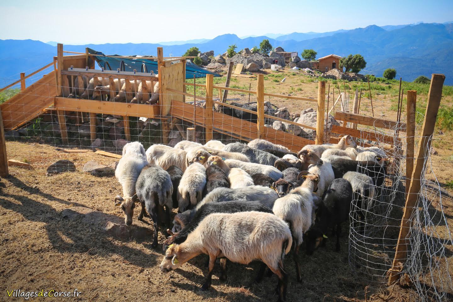 À Arghjusta è Muricciu, un projet pour redonner vie aux bergeries de Pian di Selva