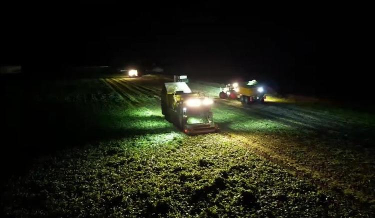 Récolte haricots verts de nuit