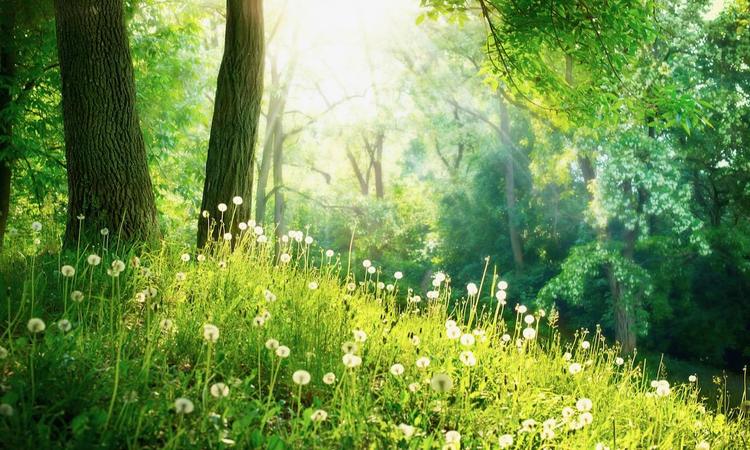 Beauty of Being