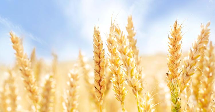 Daily Reflection on the Gospel of Sunday, June 14, 2026