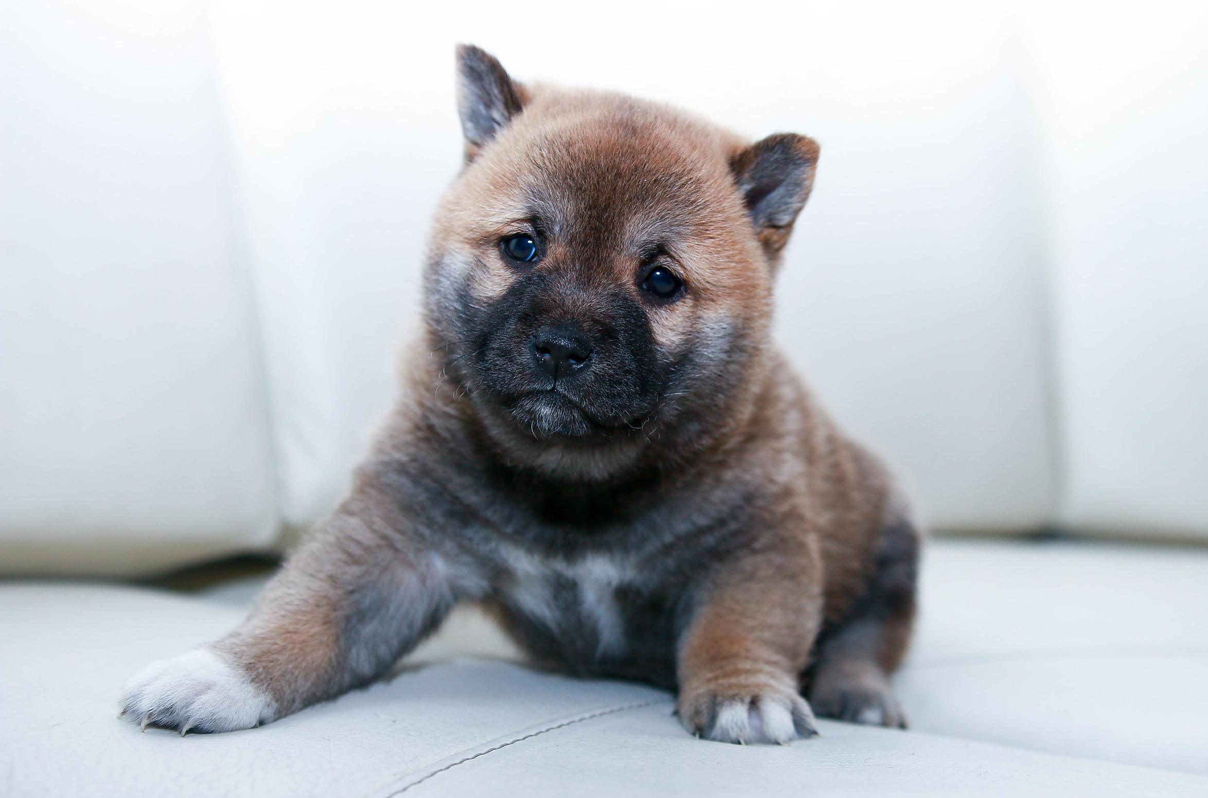 The one puppy video you need to see