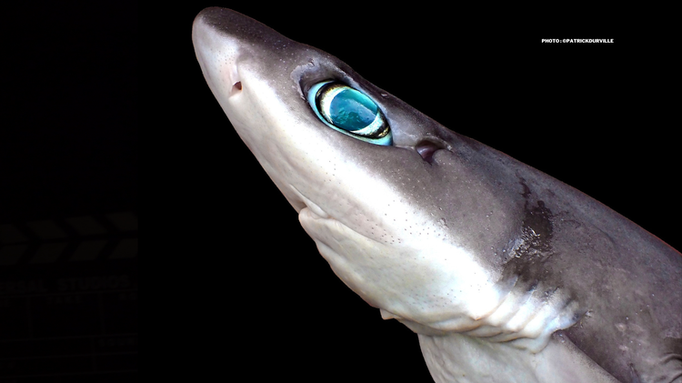 Une nouvelle espèce de requin découverte au large de La Réunion