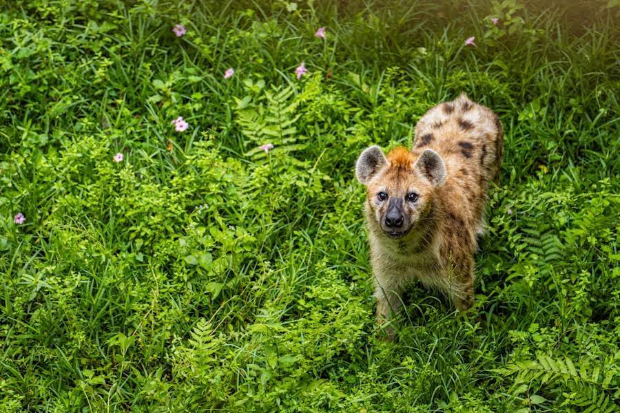 Busch Gardens Tampa Bay - Löwen- und Hyänengehege hat geöffnet!