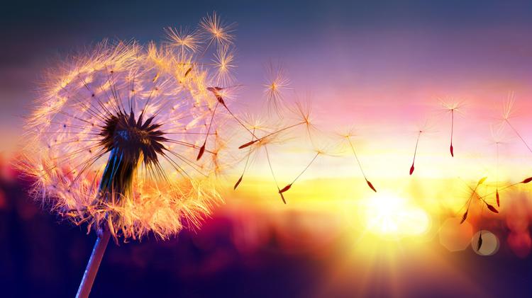 Vento e fotoni: la rivoluzione silenziosa dell'energia alle Canarie