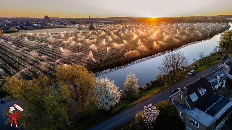 Bloesemhotspot: Beesd – Boomgaarden vanaf de Veerweg 🌸