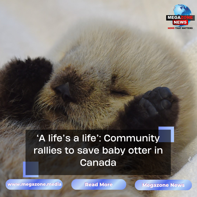‘A life’s a life’: Community rallies to save baby otter in Canada