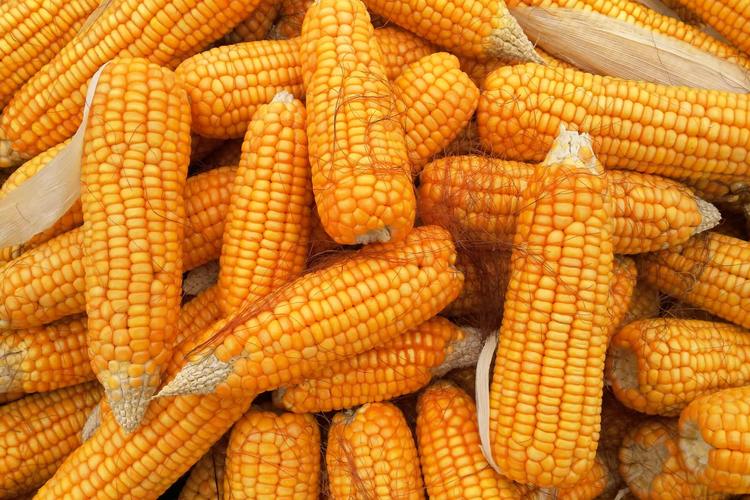 El maíz y la pelagra