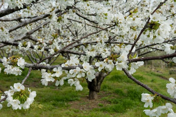 Valle del Jerte y La Vera: cerezos, pimentón y rutas en Extremadura