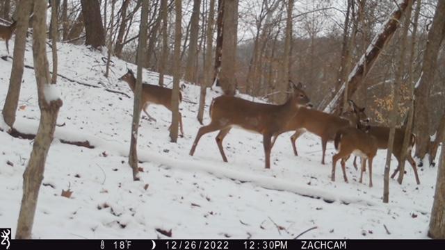 Trail cameras indicate plenty of animals
