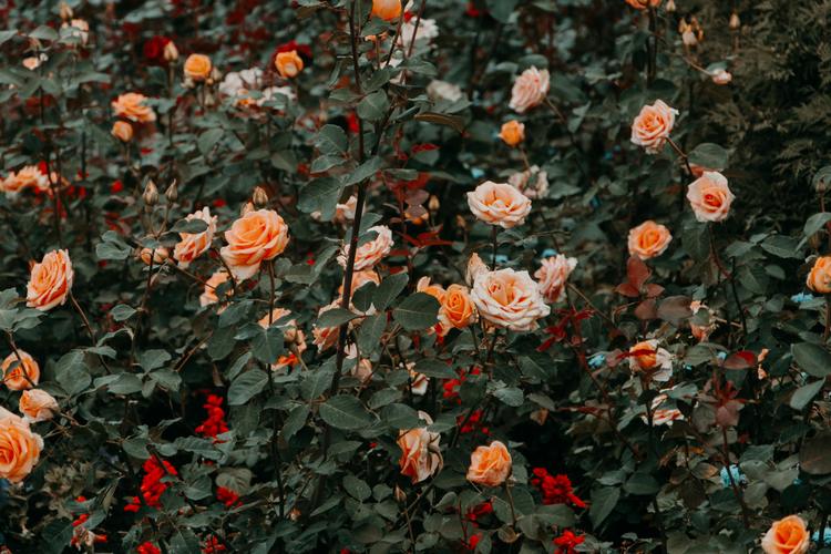 “My English Rose 🌹 Garden”, A Poem by Sarah Lou Cawdron