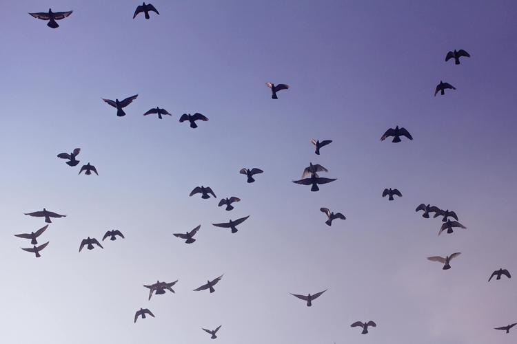 Um voo na liberdade em ser