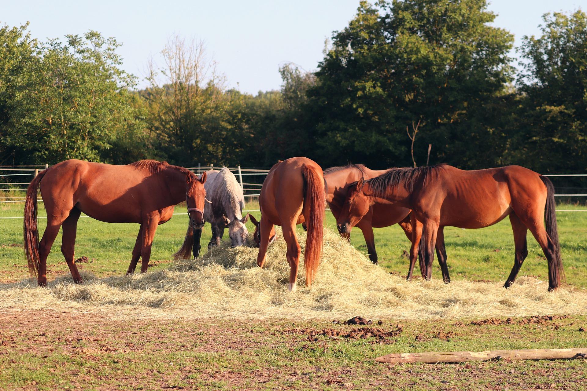 Asthme équin : les causes, les symptômes et les bonnes pratiques pour soulager les chevaux