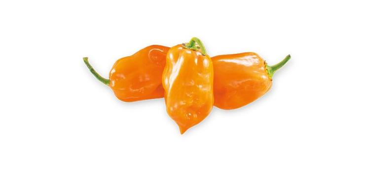 Peperoncino Habanero Orange