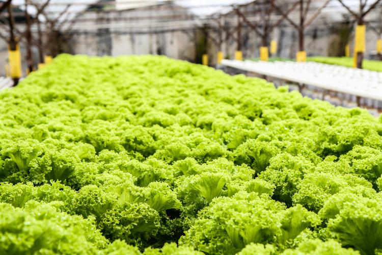 El forraje del futuro crece en un contenedor: cómo la agricultura hidropónica y la automatización están revolucionando las explotaciones ganaderas