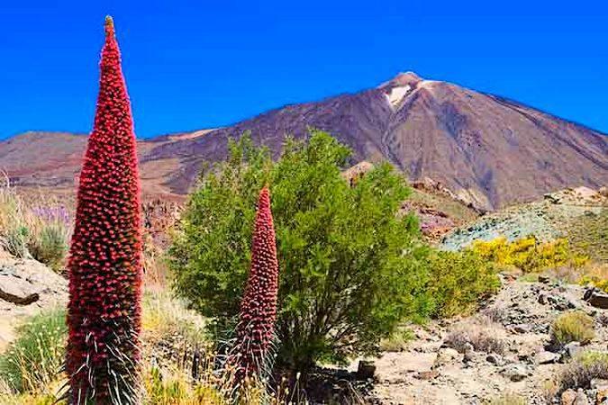 "Teide National Park: Exploring the Majestic Beauty of Tenerife's Natural Wonder"