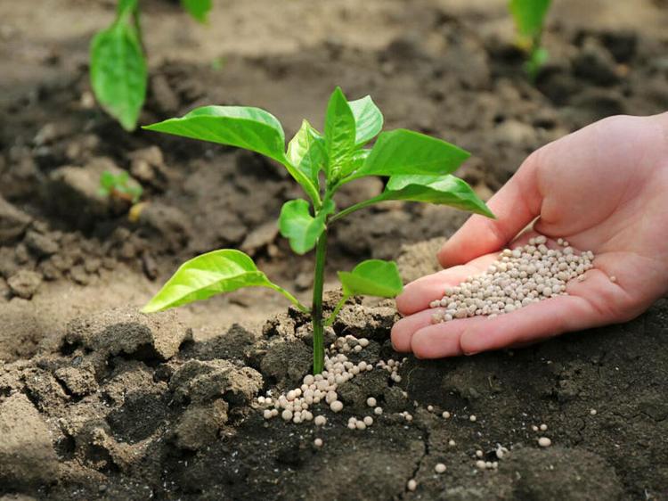 El Fondo Español de Garantía Agraria publica la primera resolución de las ayudas extraordinarias para compensar el incremento del coste de los fertilizantes
