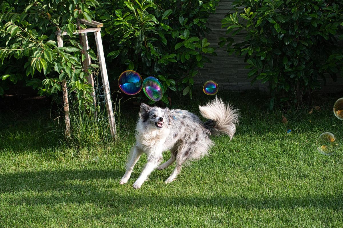 Warum " mehr Freiheit" Hunde nicht glücklicher macht