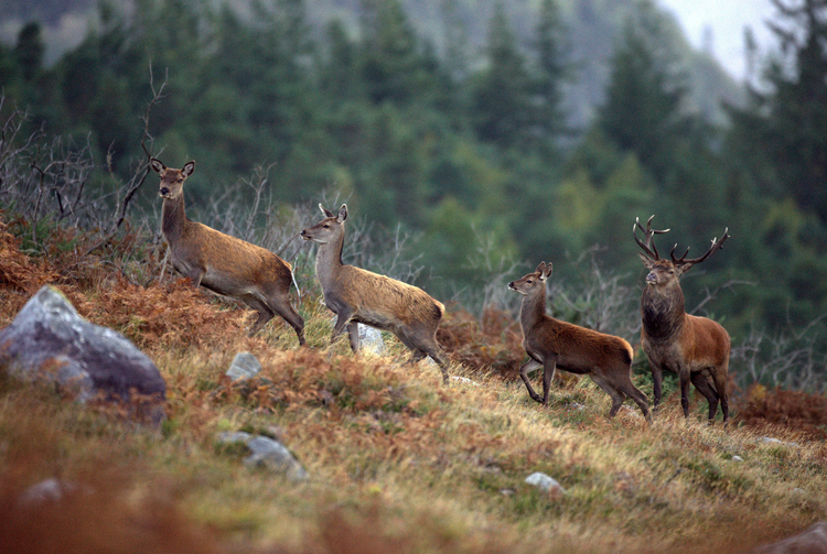Beauty of the beasts
