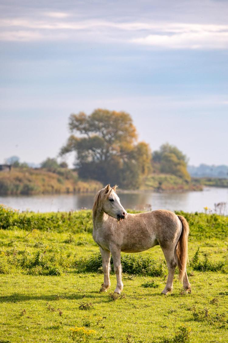 Fietsroute: Streekroute langs uiterwaarden (59 KM)
