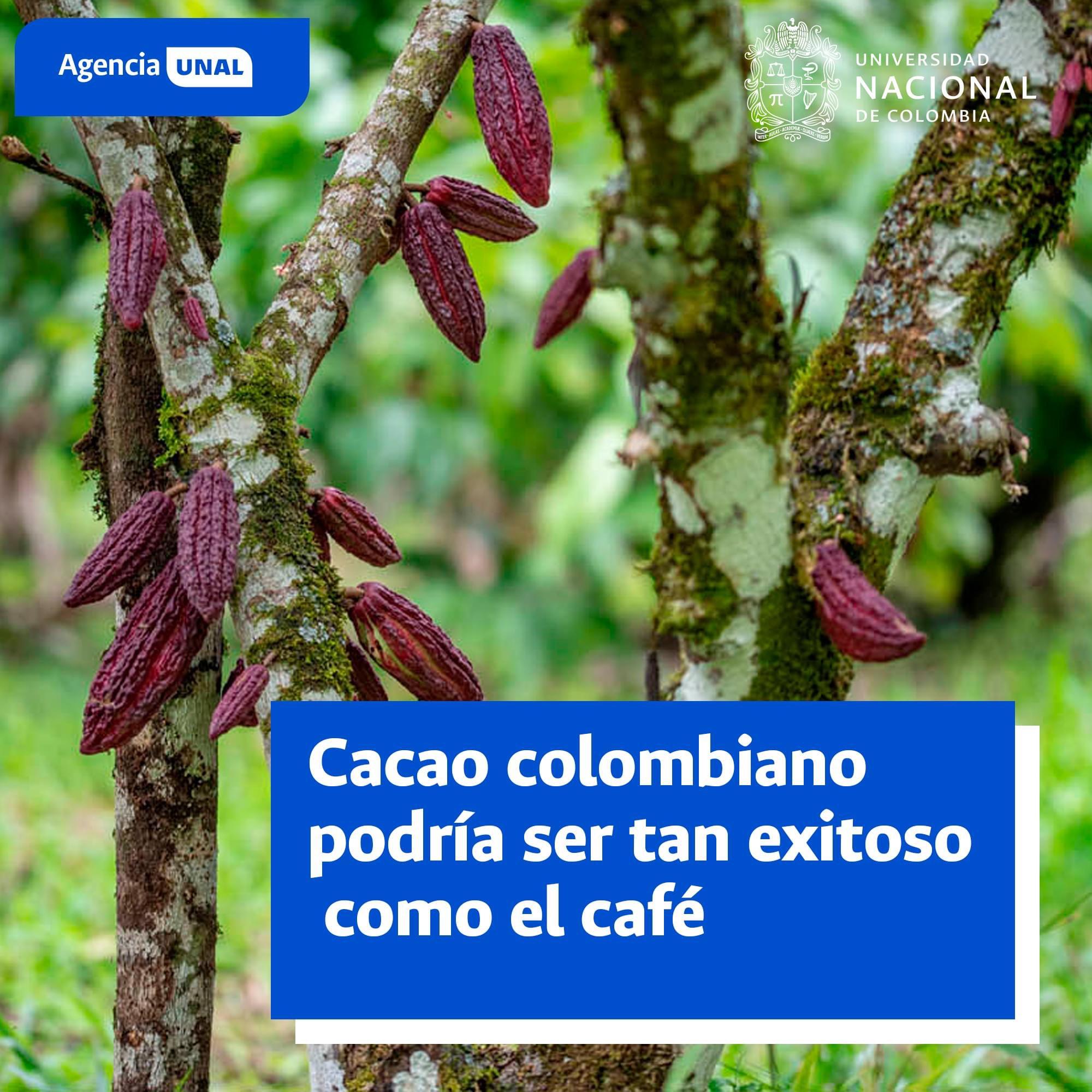 Cacao colombiano podría ser tan exitoso como el café, ¿cómo?