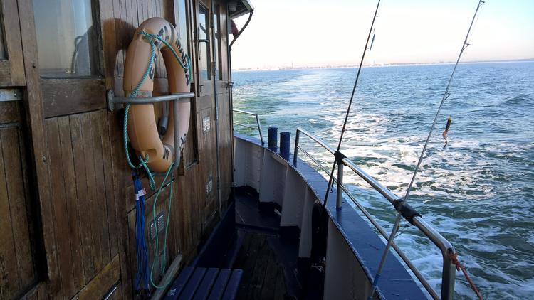 Ventimila euro per tre blu marlin (rilasciati vivi)