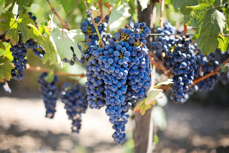 Vendanges 2026