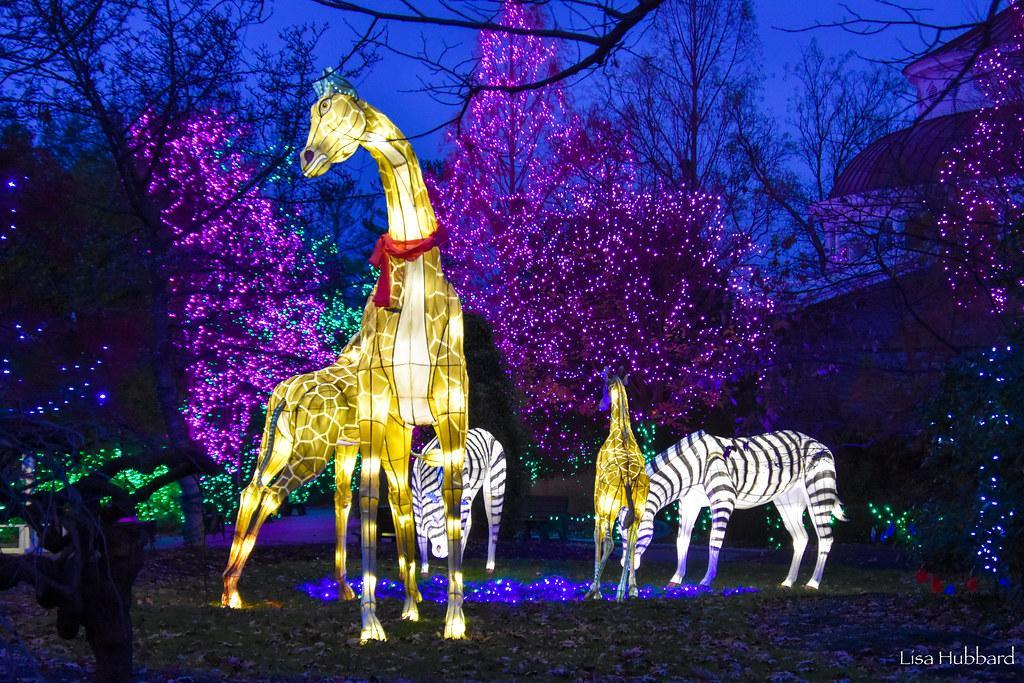 A Christmas Must: PNC Festival of Lights at the Cincinnati Zoo & Botanical Garden