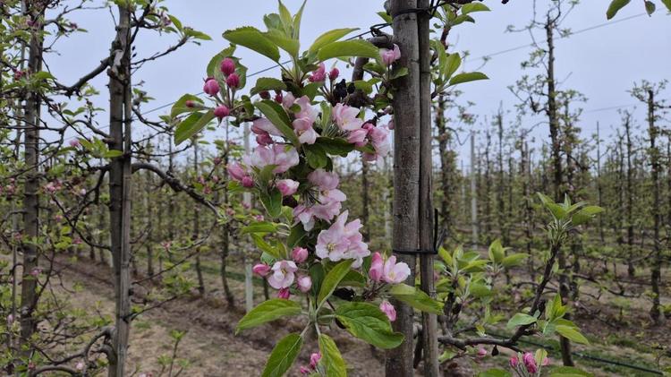 Ook de appelbloesem laat zich nu van haar mooiste kant zien 🌸
