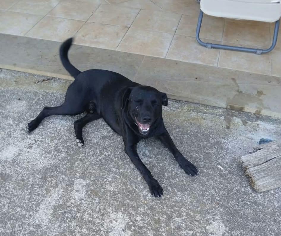 Trovato cane nero 