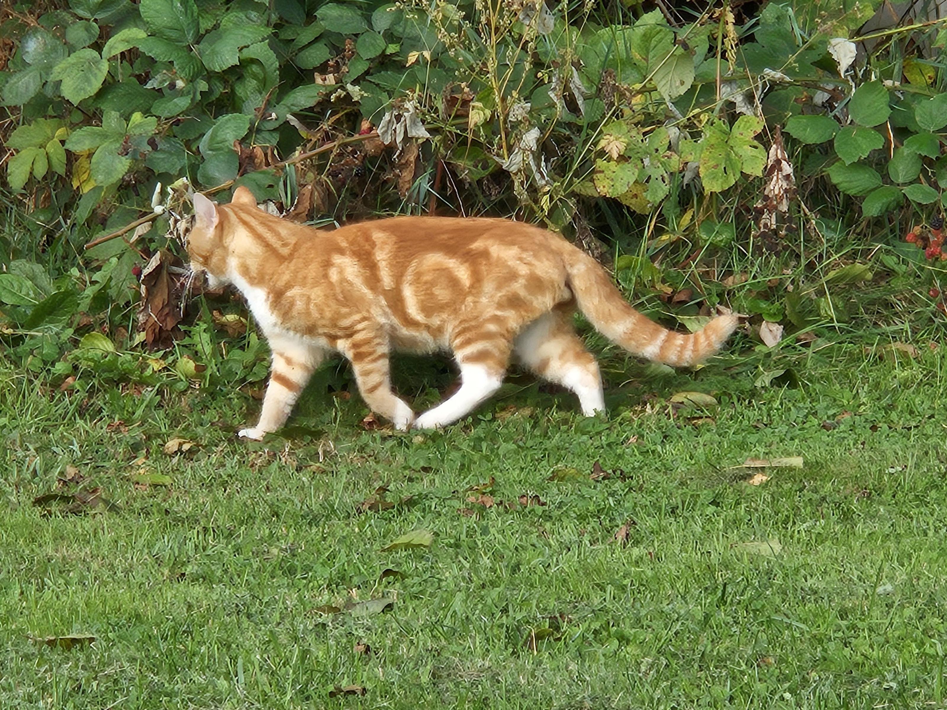Fundtier Müden: Katze