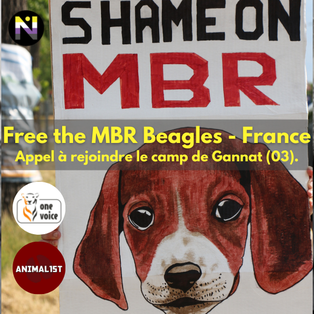 Free the MBR Beagles France - Gannat J1