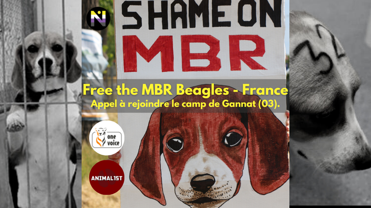 Free the MBR Beagles France - Gannat J1