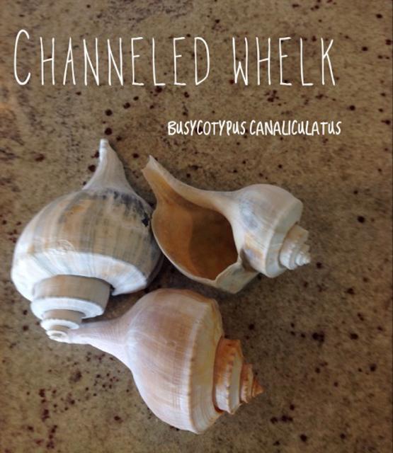 Channeled Whelk