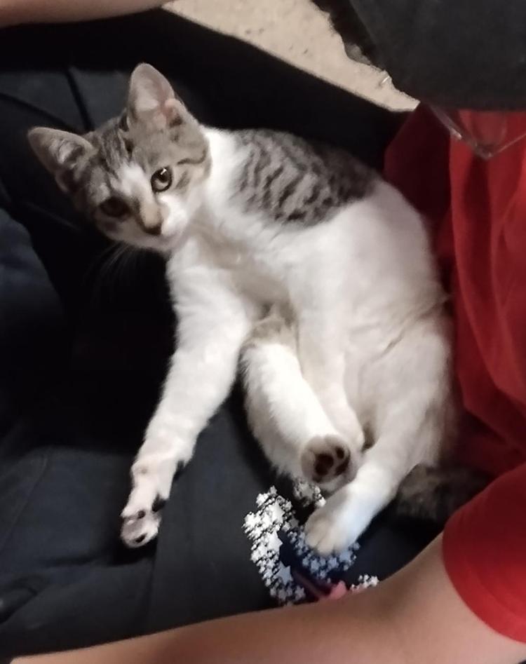 🐾 AVIS DE RECHERCHE – GRIBOUILLE 🐾