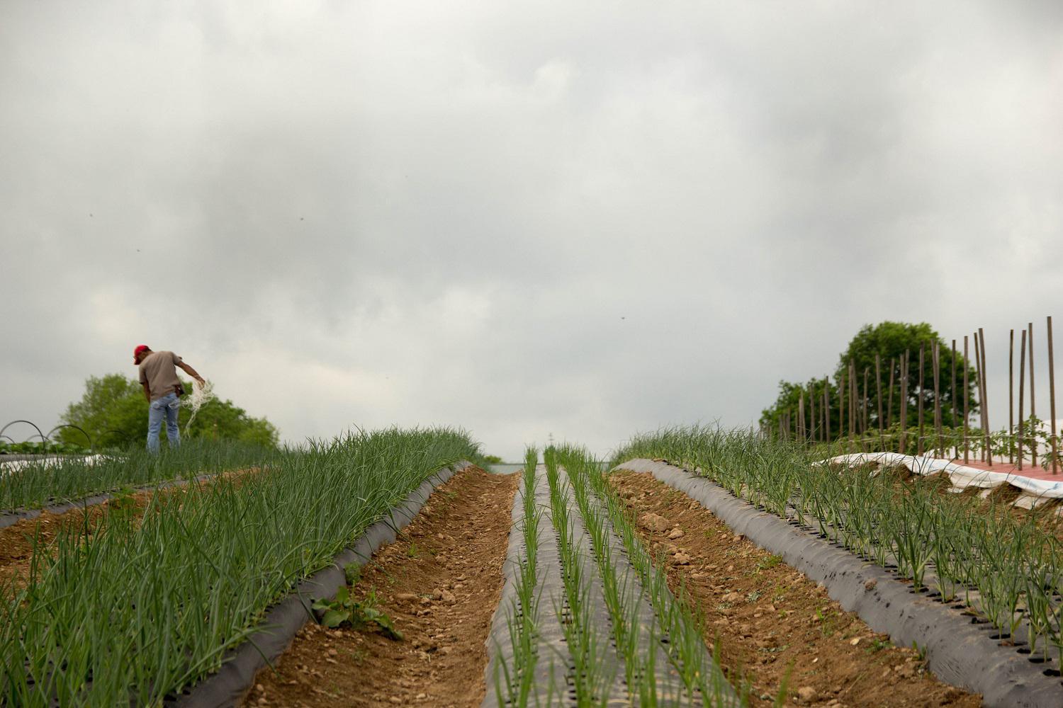 2013 – Aliabaad Farm, Sharpsburg, Maryland